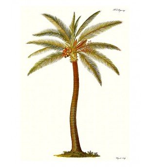Poster Art Palm Tree 45x30 cm