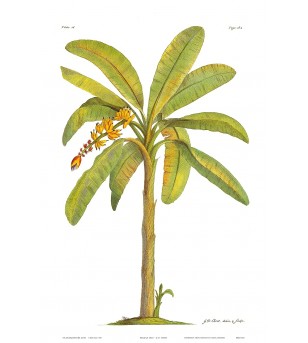 Poster Art Banana Plant...